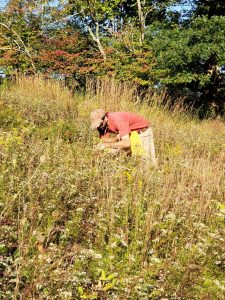 A man collecting seeds in a meadow.
