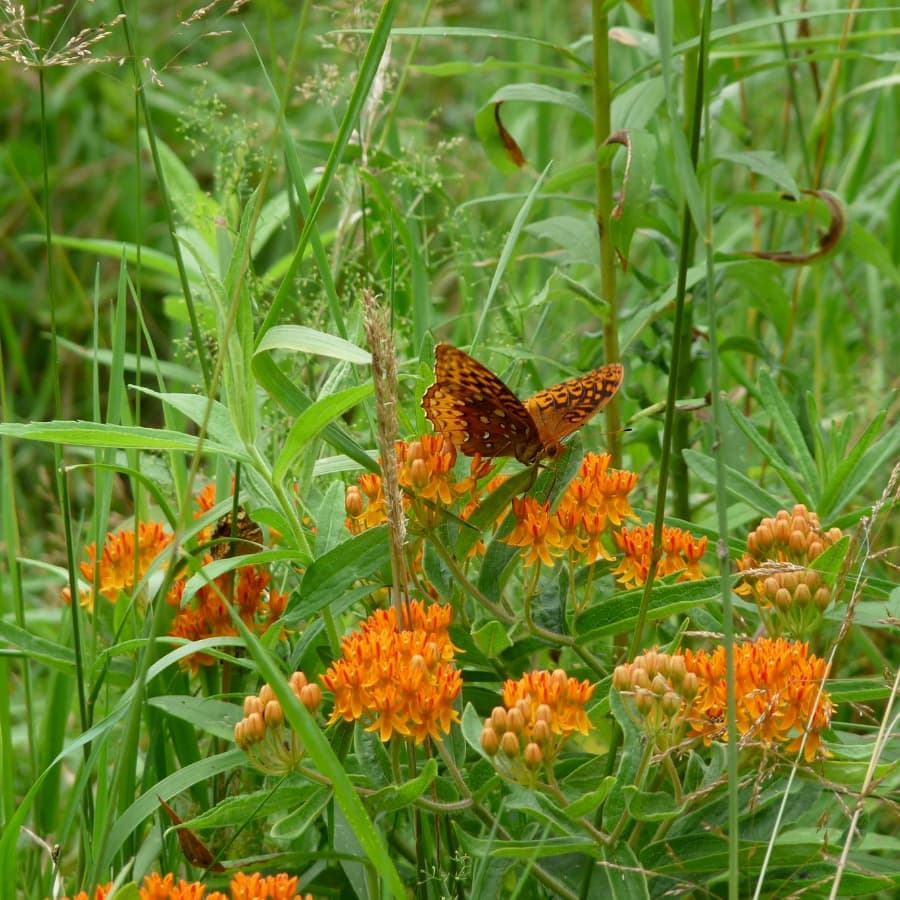 Asclepias tuberosa with butterfly