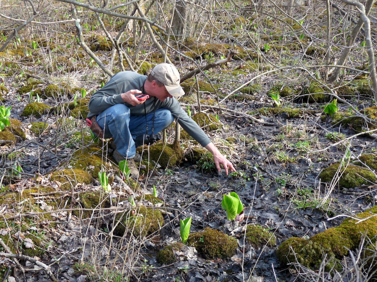 Forest monitoring and observation