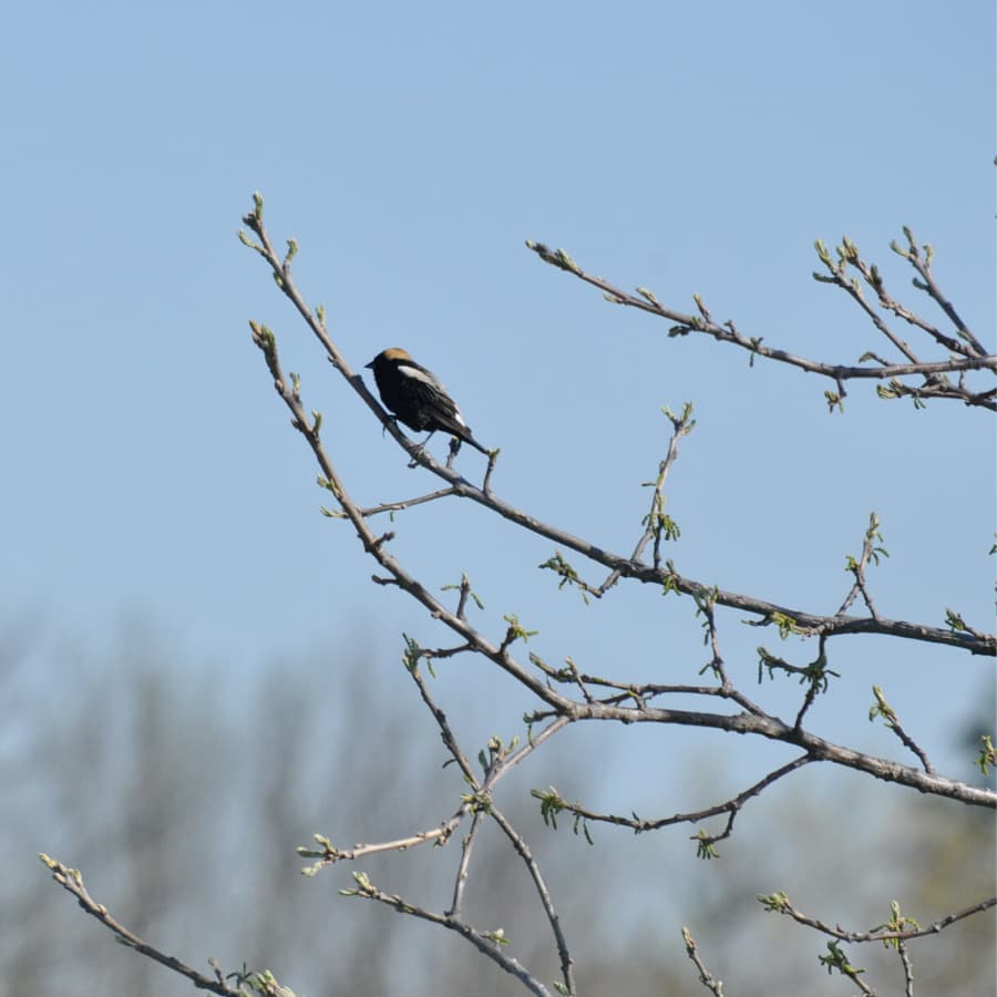 Bobolink