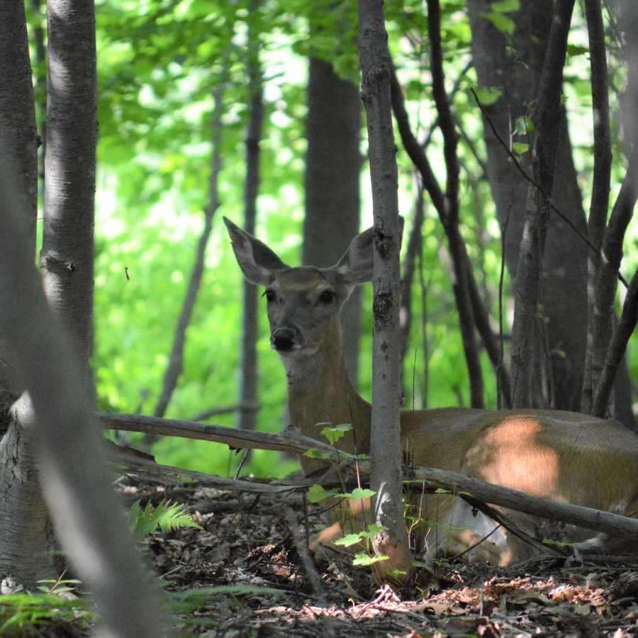 Deer in woods