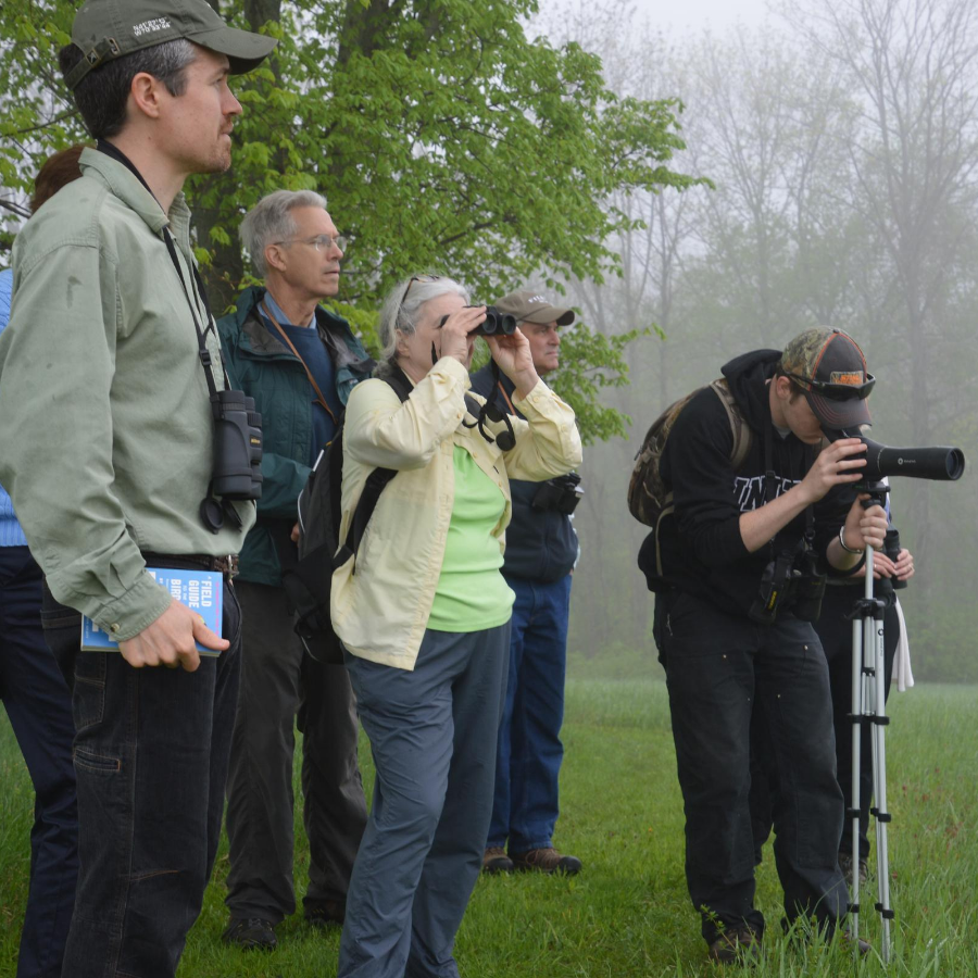 Bird walk in the fog 