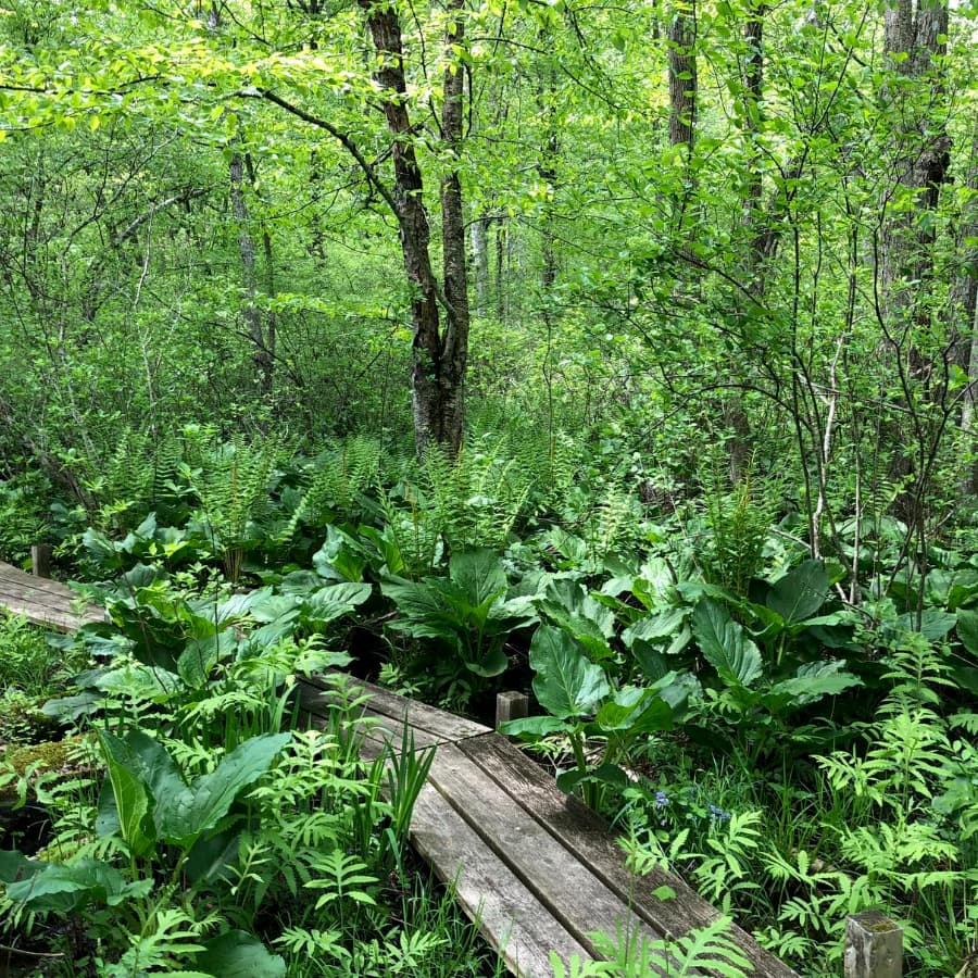 Highstead boardwalk