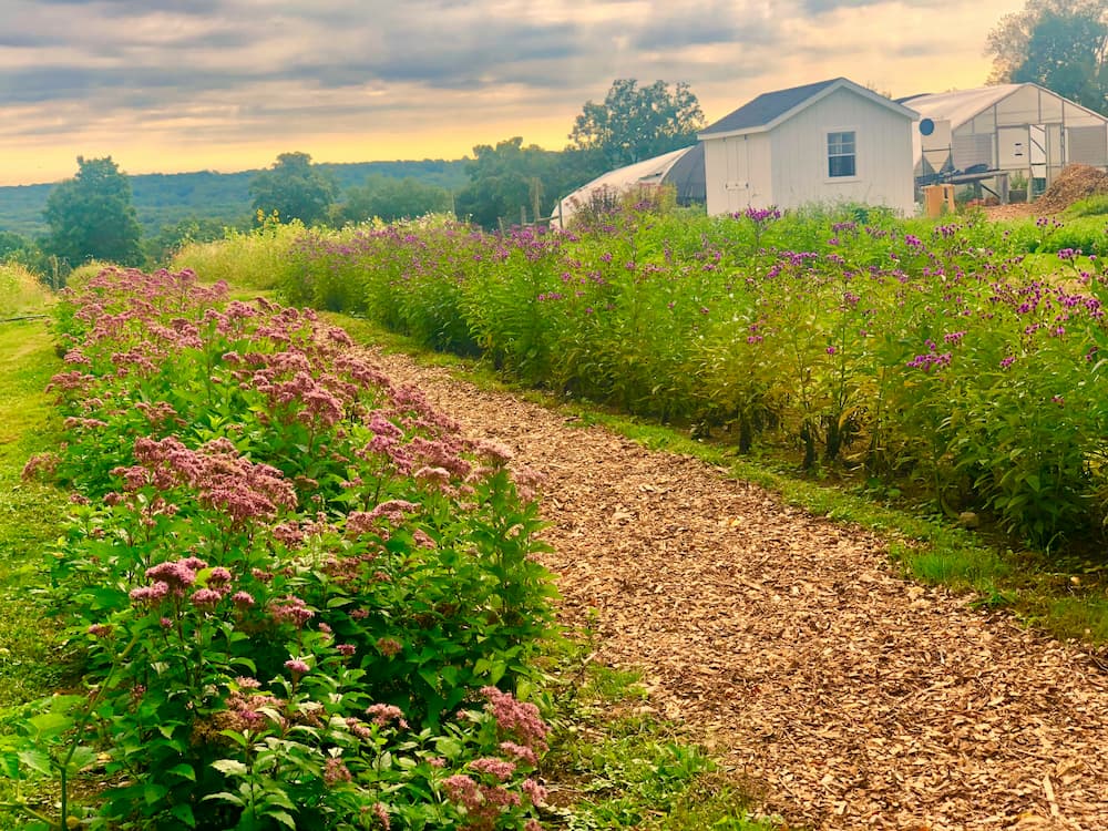 Native wildlowers at a farm