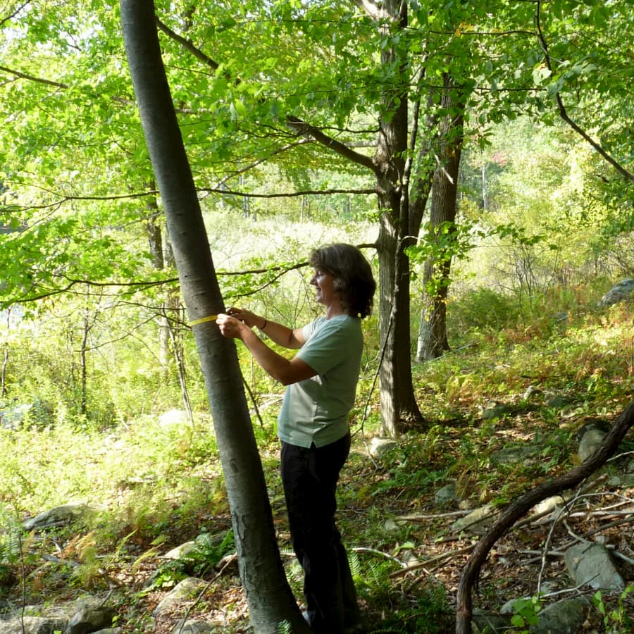 Forest monitoring