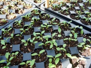 Native plant seedlings in a greenhouse. 