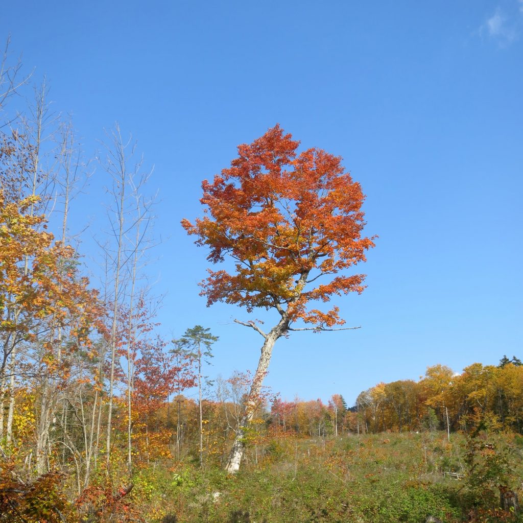 Lonely sugar maple