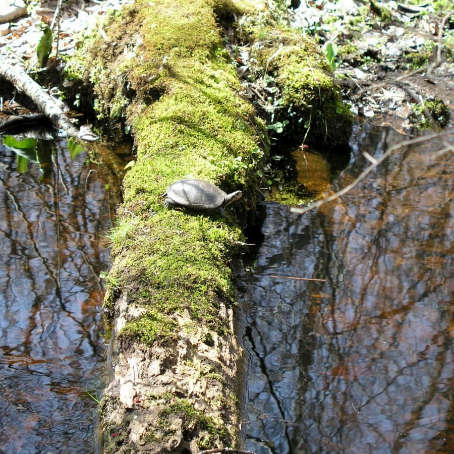 Spotted turtle on a log. colalborative conservation.