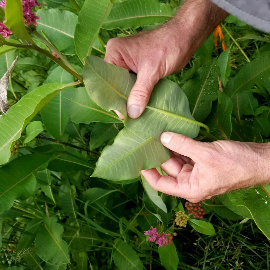 Examining the health of a milkweed plant during a visit to Highstead.