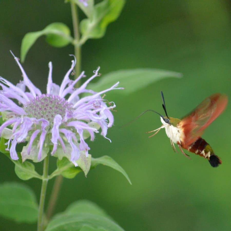 A hummingbird moth visits our meadow.