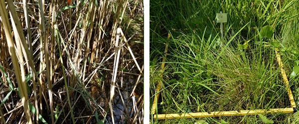 Before and after photos of phragmites removal.