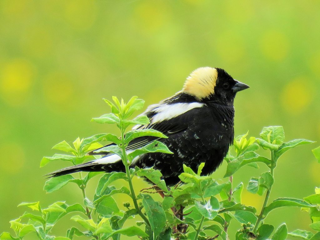 A bobolink bird with black and white feathers and a yellow cap perches on a green bushy plant.