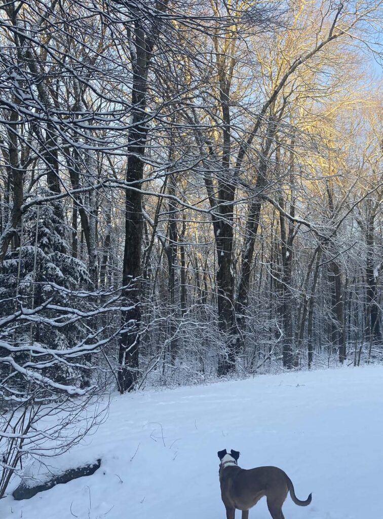 Backyard Climate Solutions. A dog faces away from us toward an open snowy expanse with snow-covered trees.