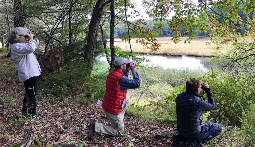 birding in the northeast