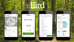 ebird online tool