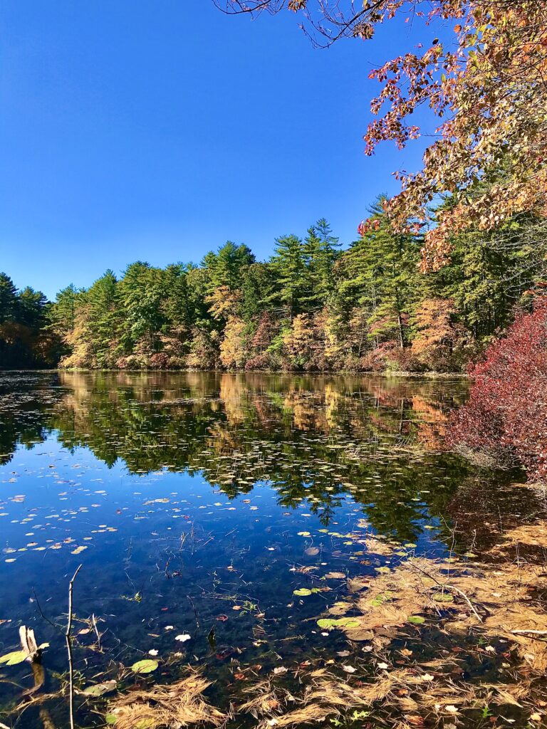 Land conservation at Muddy Pond Wilderness Preserve