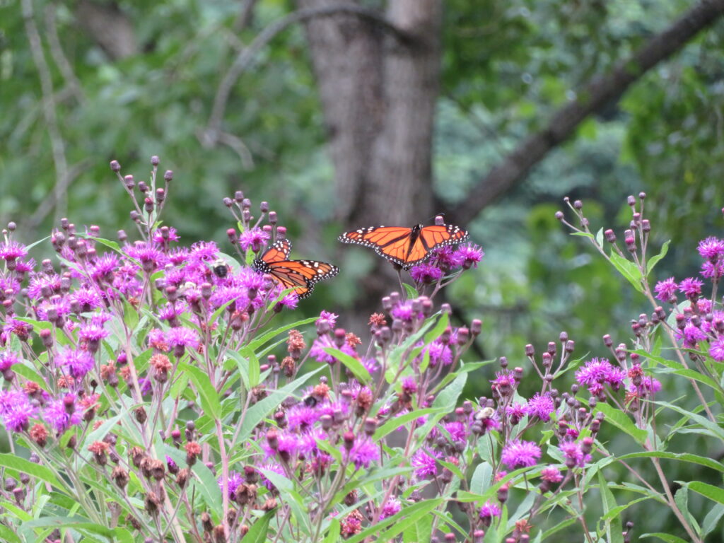 Wildflowers and butterflies. 3 Ways to Support Your Local Pollinator. Photo Credit: Louise Washer