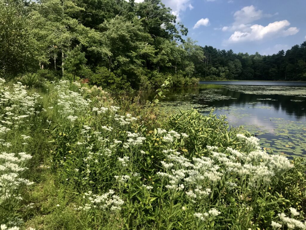 Land conservation at Muddy Pond Wilderness Preserve