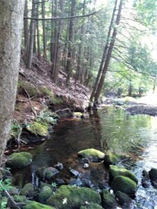 The Mill River Watershed Conservation Project