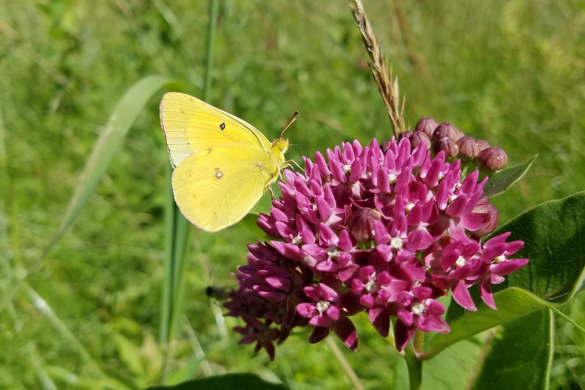 Plant Diversity and Land Conservation. Photo of purple milkweed and moth.