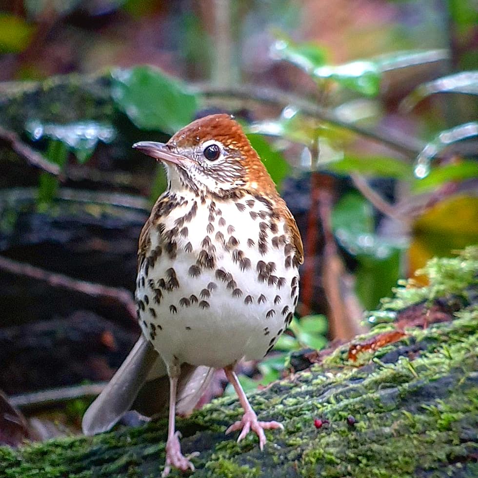 Photo Credit: Will Nunez / Macaulay Library at the Cornell Lab of Ornithology (ML198251581). New Bird-friendly Forestry Webinars to Support New England Birds.