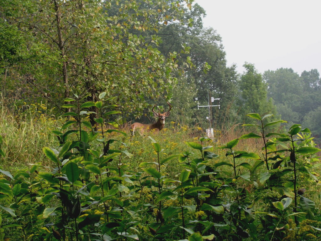 Deer in the Highstead meadow. The people of Highstead.