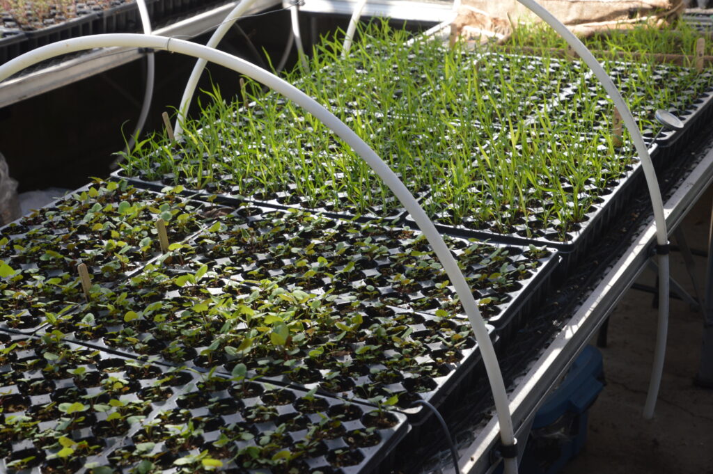 Native plant seedlings grow in trays in a green house. Ecotype Project Expands Biodiversity. 