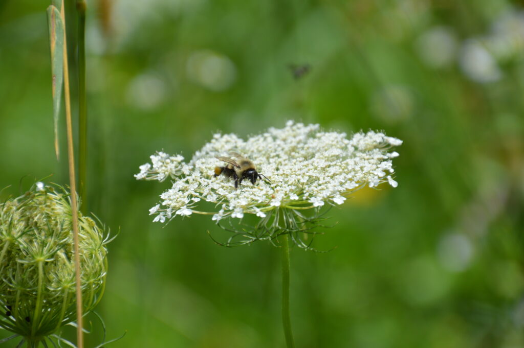 A bee rests on a yarrow flower. Ecotype Project Expands Biodiversity. 