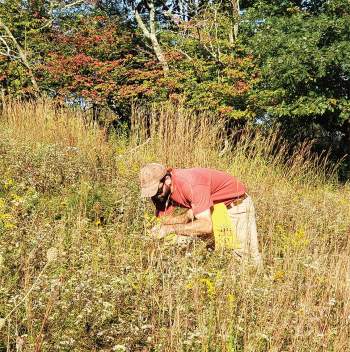 A man bends over meadow plants and harvests seeds. Ecotype Project Expands Biodiversity. 