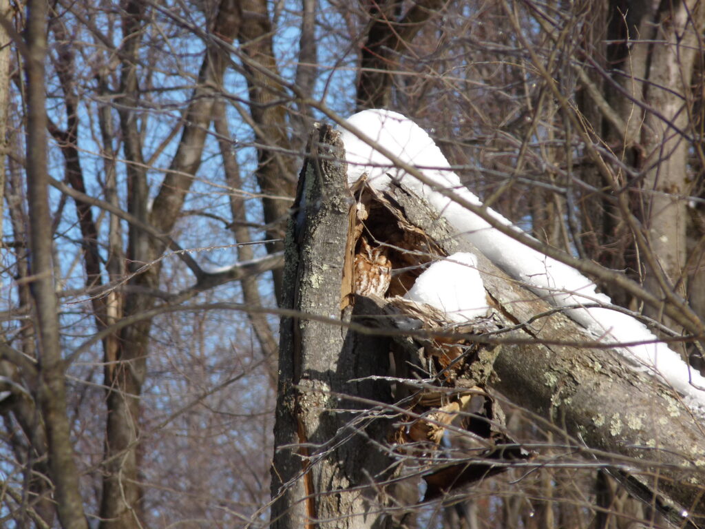 A well-camouflaged Eastern Screech-Owl at Highstead. Great Backyard Bird Count