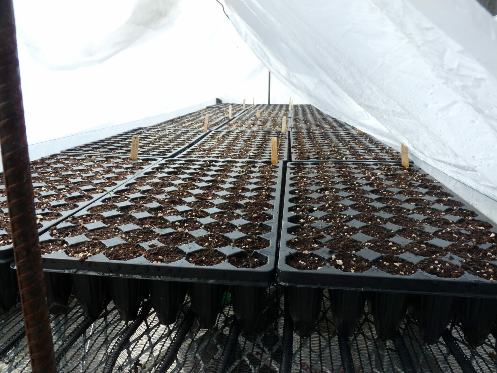 Seeded trays in a germination chamber. Ecotype Seed.