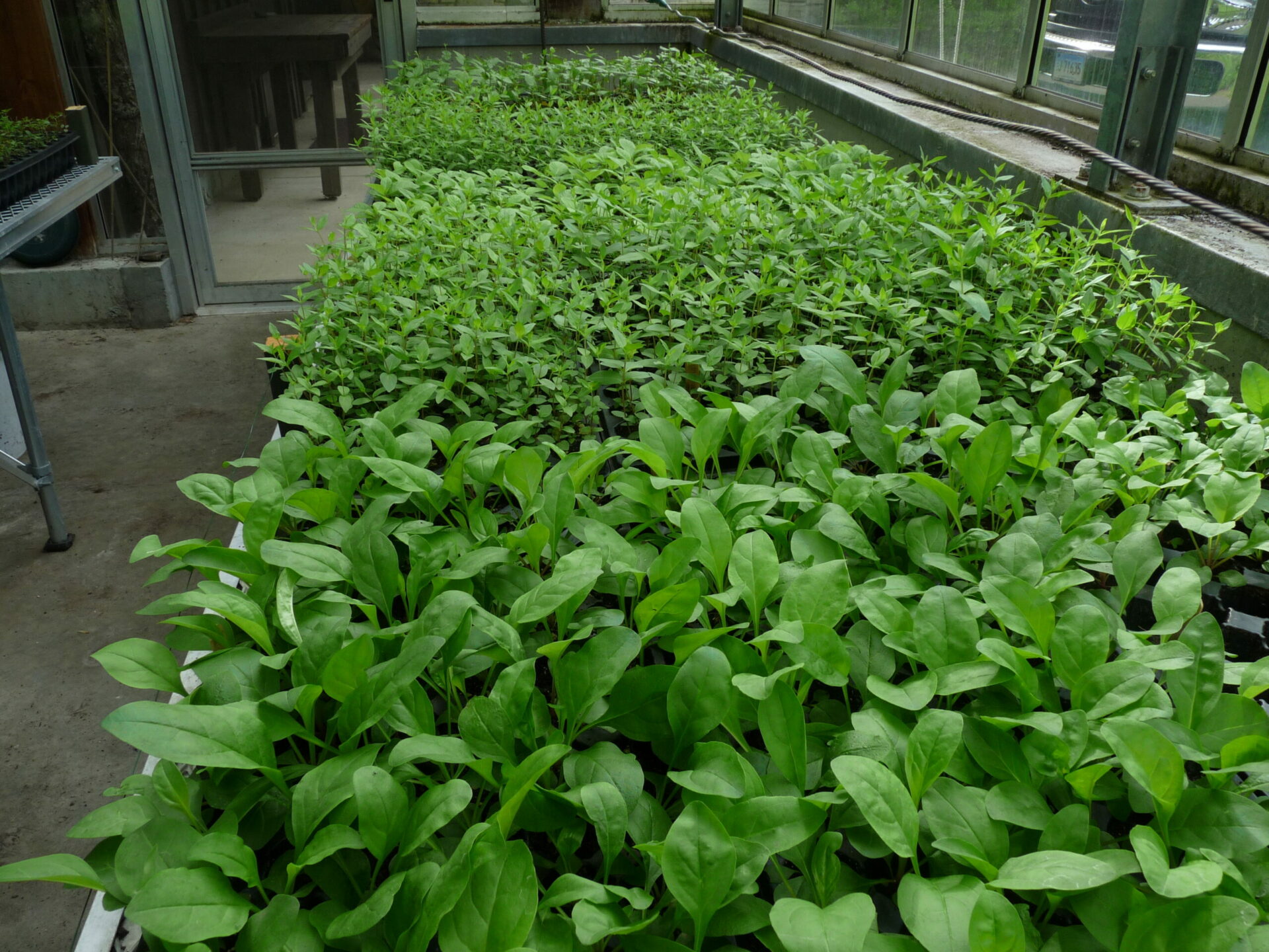 Seedlings ready for planting in new Founder Plots. Ecotype Seed.