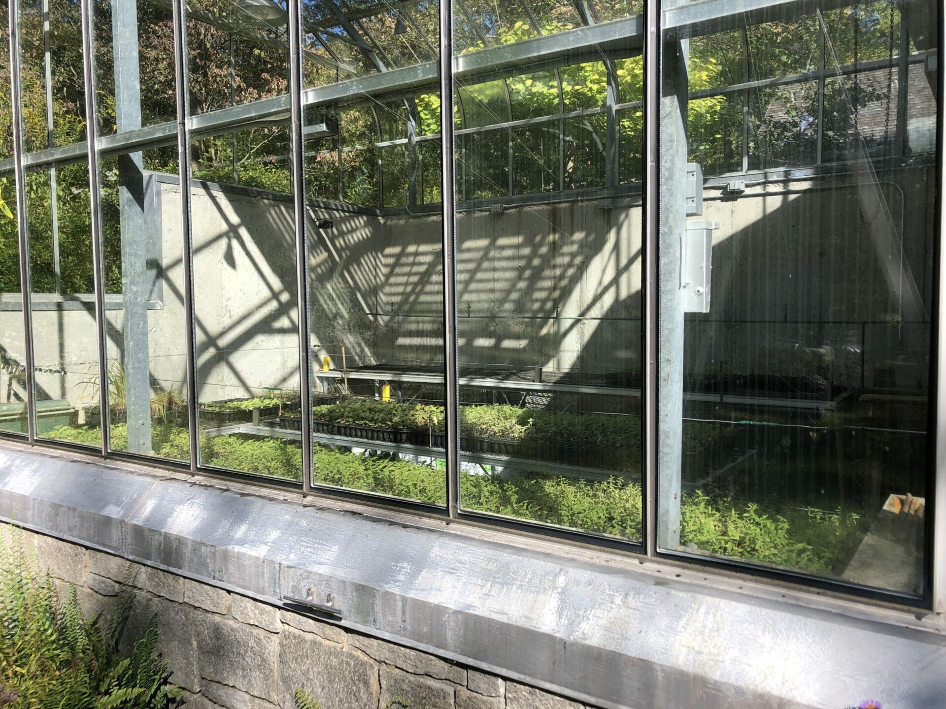 A greenhouse with sprouting seed trays through seven window panes. Ecotype Seed.