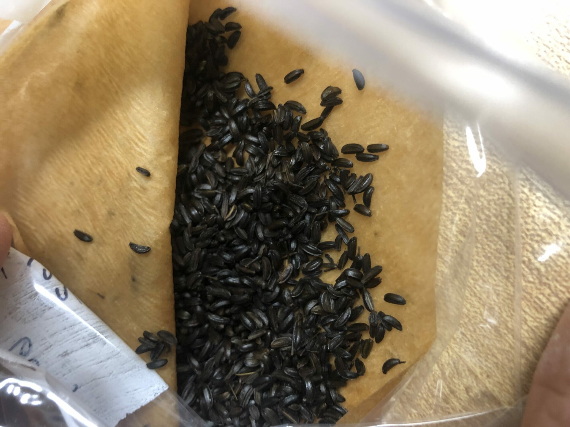 Black seeds in a moist coffee filter. Ecotype Seed.