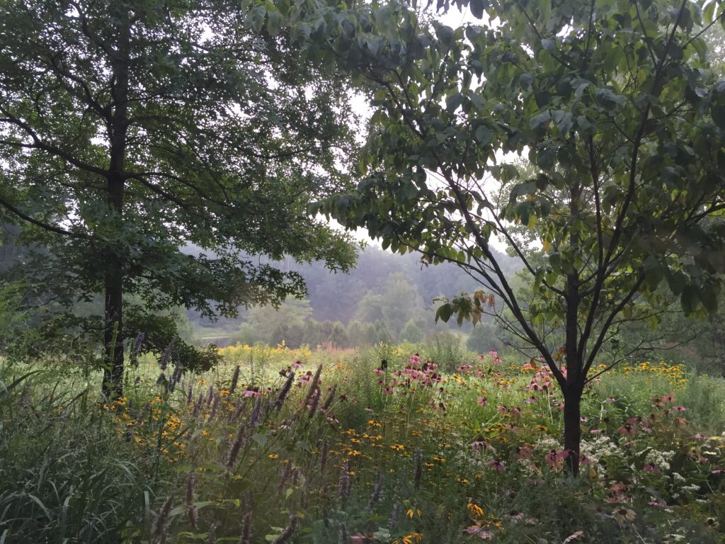 Wildflower foundation planting on the east side of the Barn, facing the meadow. Practical Solutions to Climate Change at Highstead.