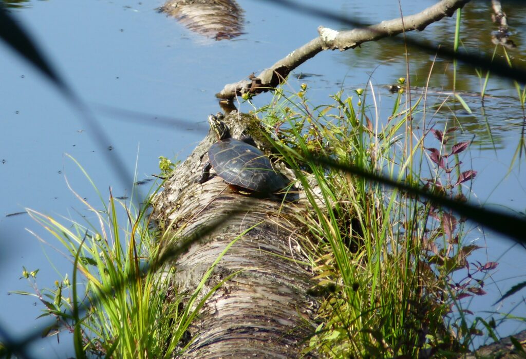 Paint Turtle on a log. Practical Solutions to Climate Change at Highstead.