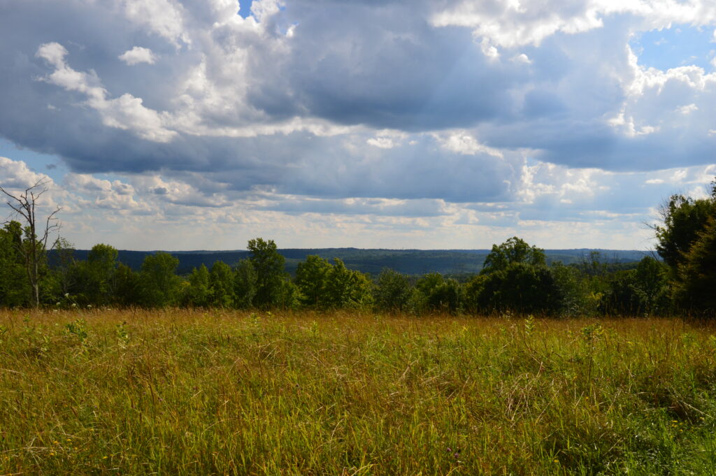 The grassland meadow in late summer.