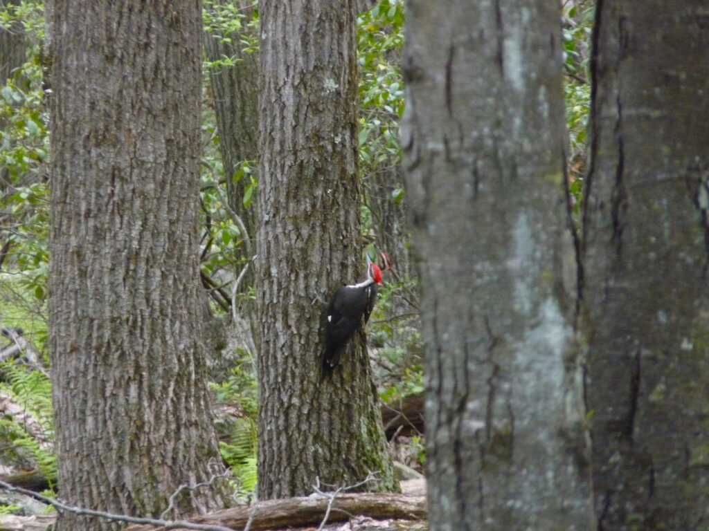 Pileated woodpeckers on old-growth trees. Practical Solutions to Climate Change at Highstead.