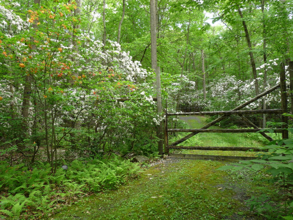 Blooming mountain laurel and the deer exclosure.