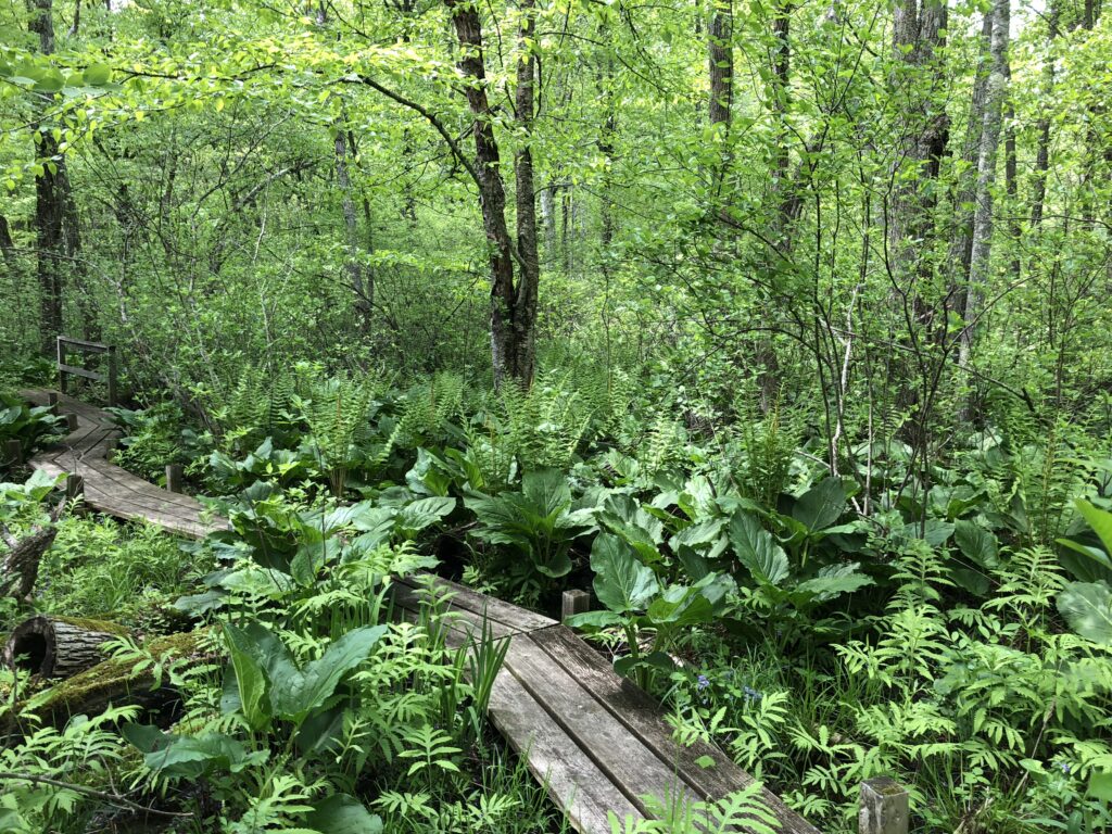 Red Maple Swamp. Practical Solutions to Climate Change at Highstead.