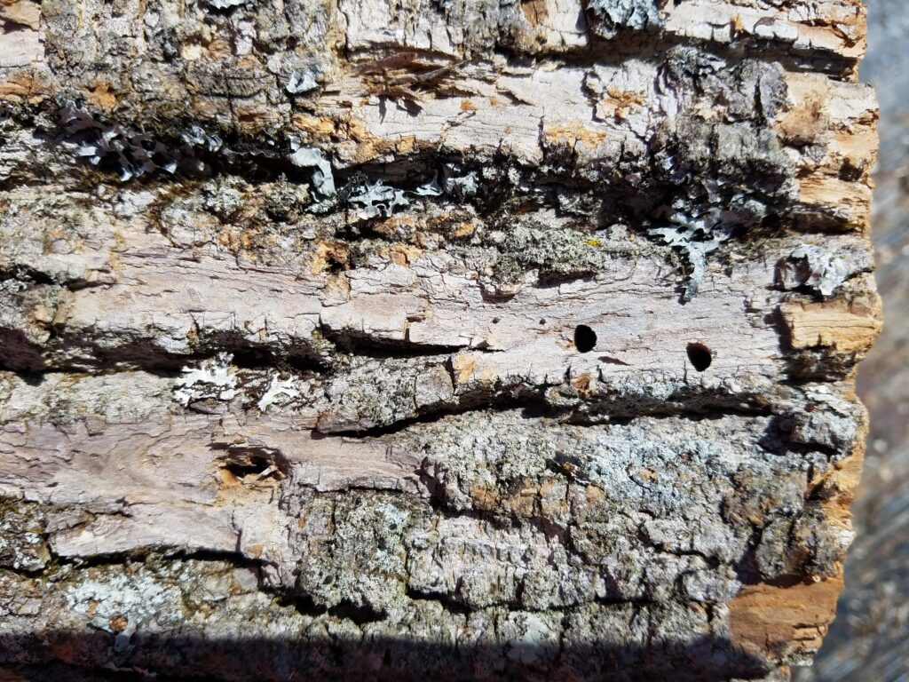 Emerald Ash Borer adult exit holes