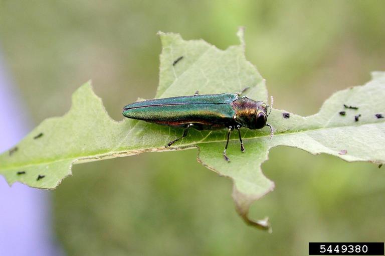 Emerald Ash Borer Beetle