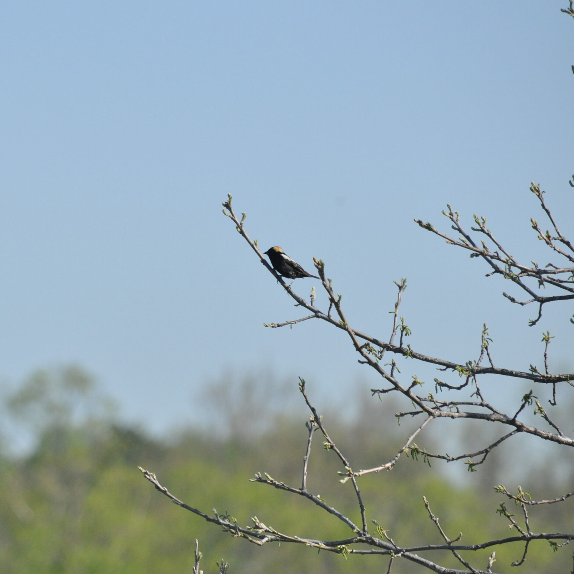 A bobolink perches on a tree branch.