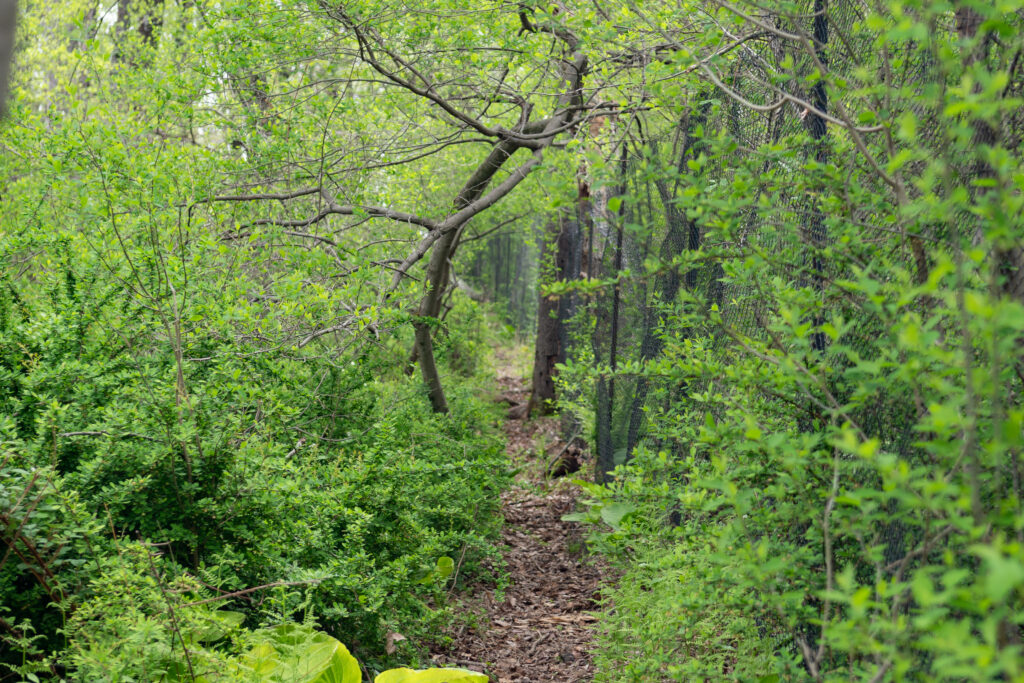 The Highstead deer exclosure. 