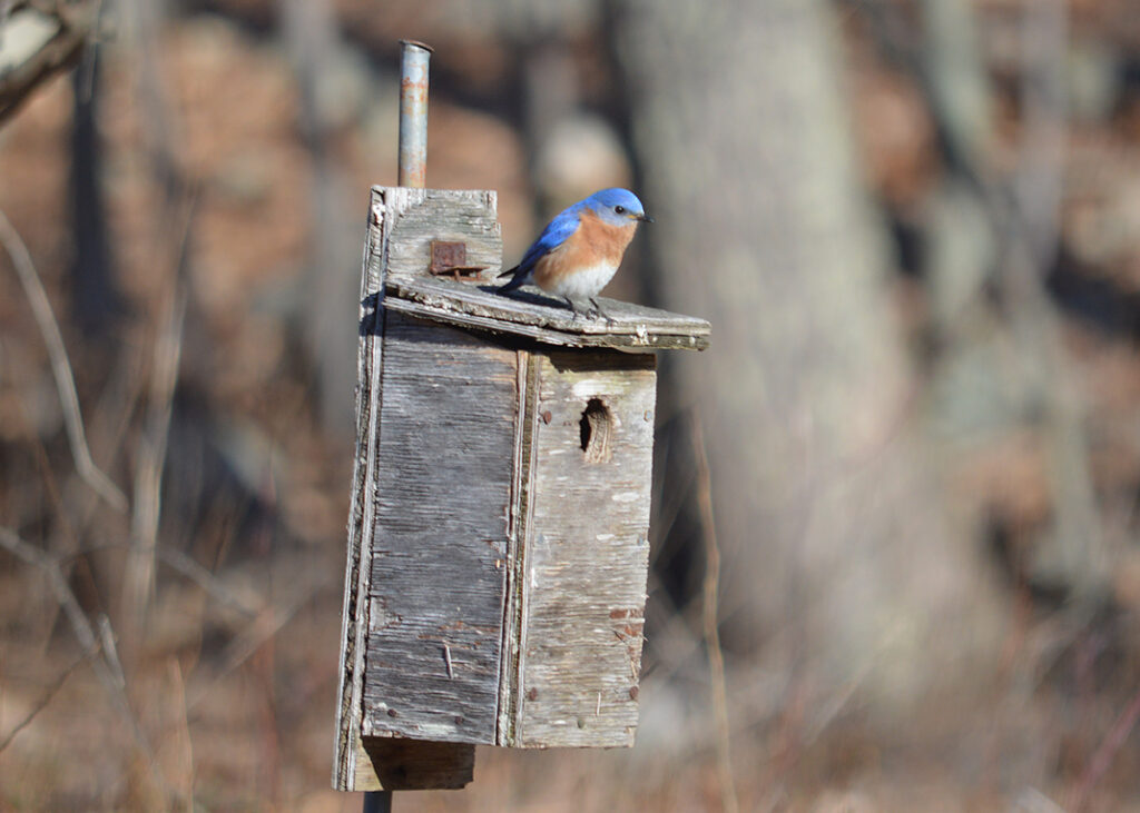 Eastern Bluebird (Sialia sialis). Photo by: Highstead Foundation.