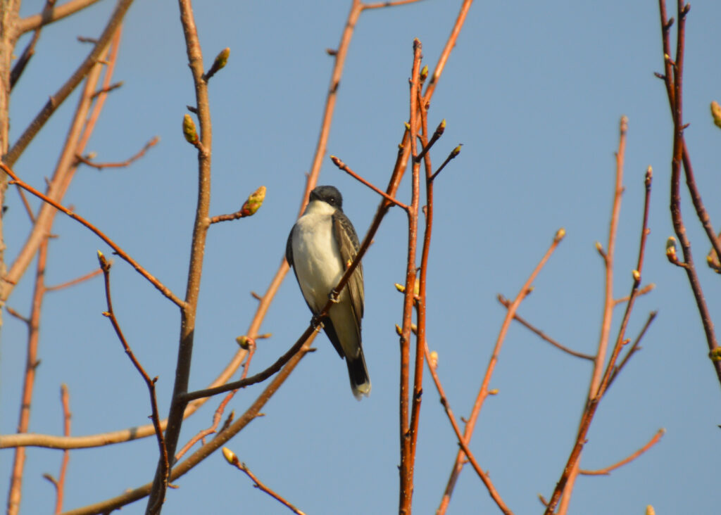 Eastern Kingbird (Tyrannus tyrannus). 10 Birds. Photo by Highstead Foundation.