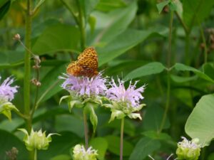 Pollinator in a home garden