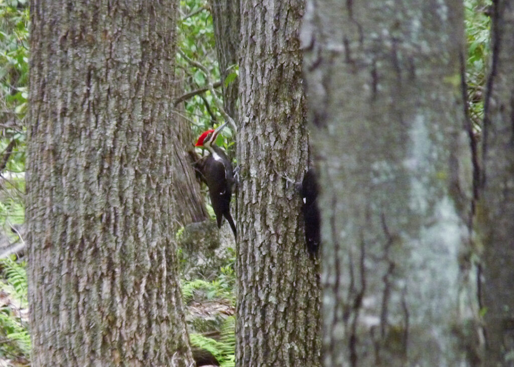 Pileated Woodpecker (Dryocopus pileatus). 10 Birds. Photo by: Highstead Foundation.