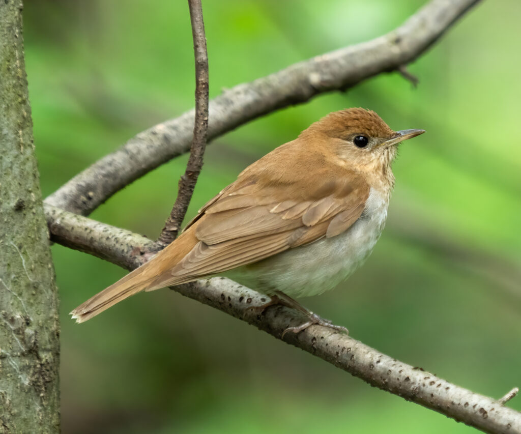 Veery (Catharus fuscescens). 10 Birds. Photo by: Rhododendrites, CC BY-SA 4.0, via Wikimedia Commons