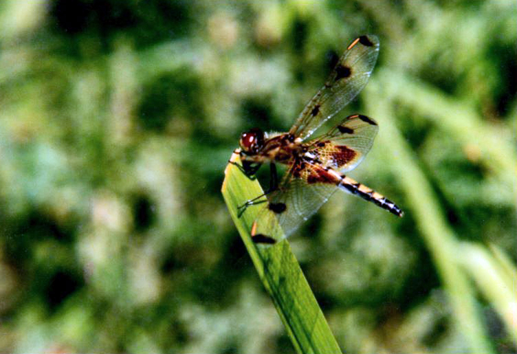 A calico dragonfly perches on the tip of a blade of grass. The dragonfly has large red eyes, a tan and black striped ody, and transparent wings with tan-ringed black dots.